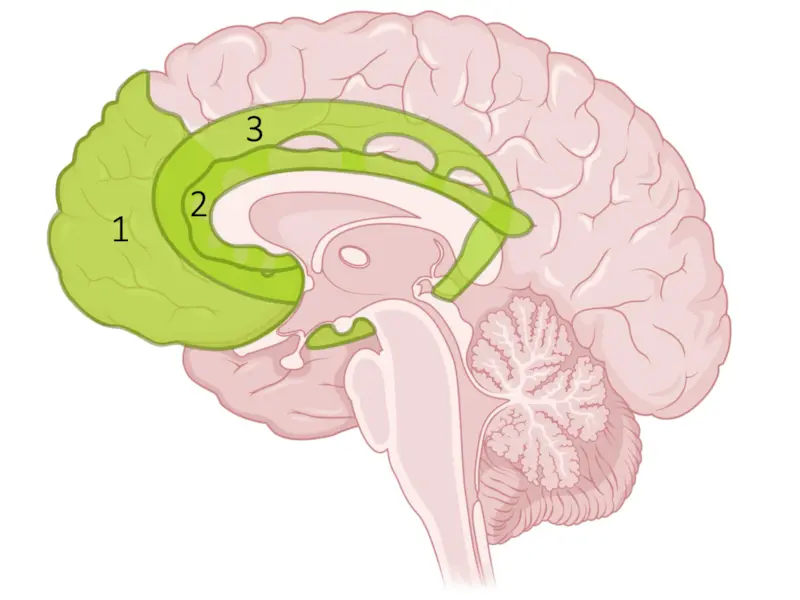 Behavioural